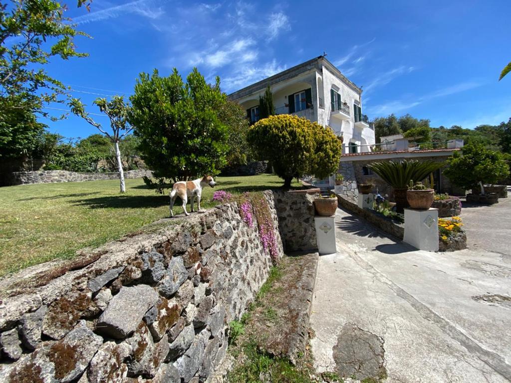 Villa Vincenzo Di Meglio 바라노디스키아 외부 사진